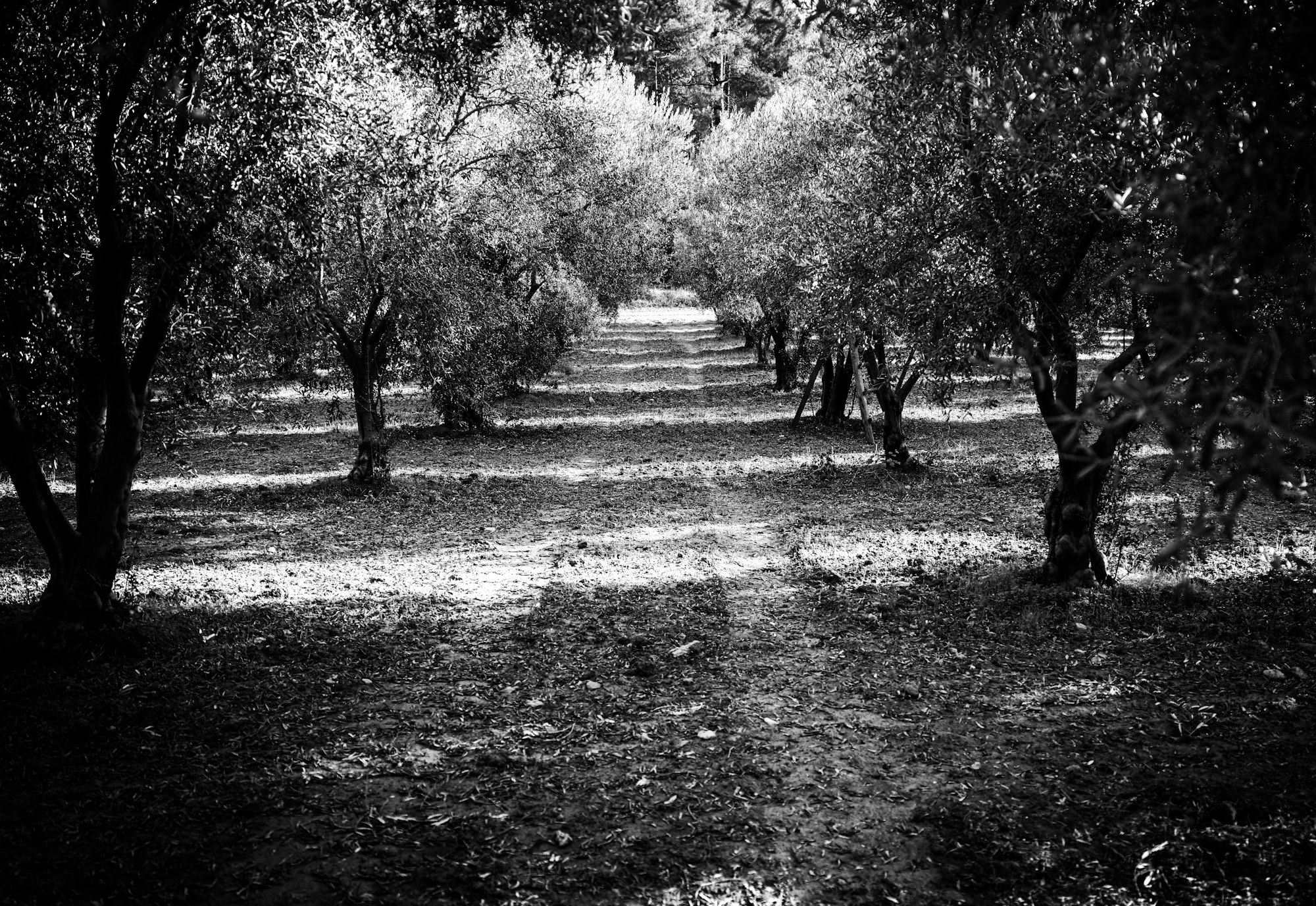Olive Oil, and the Date That Matters